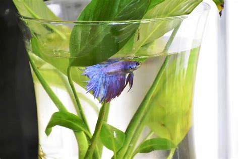 are fake plants bad for betta fish